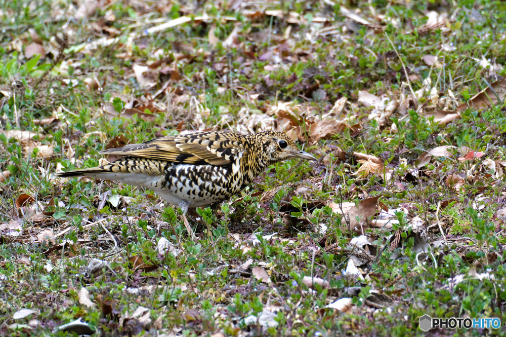 今日はじっくり見れました＾＾