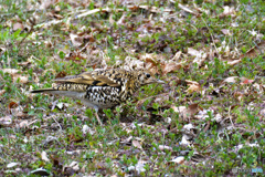 今日はじっくり見れました＾＾