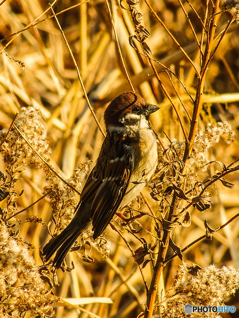 姿勢がいいでしょ