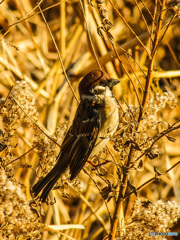 姿勢がいいでしょ