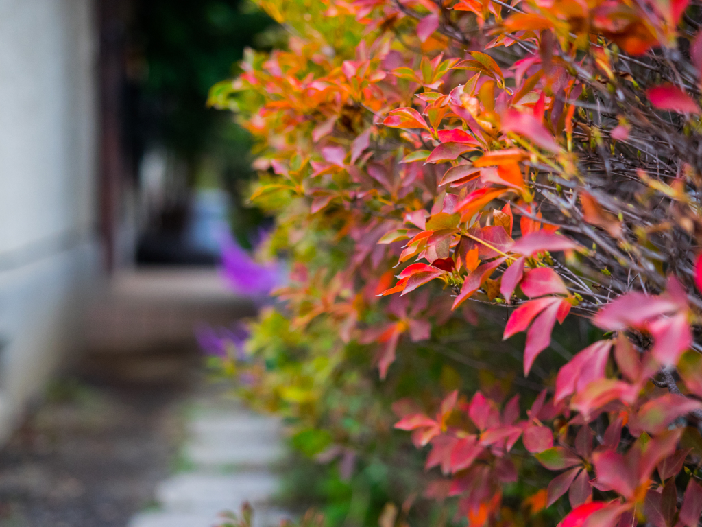 ドウダンツツジ