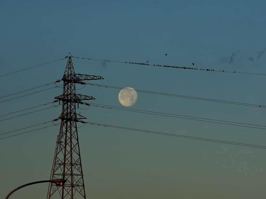 夜明けの月とハトと鉄塔と