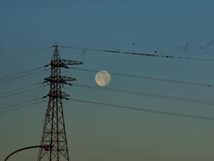 夜明けの月とハトと鉄塔と