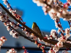 我が家の春　ウメジロウ