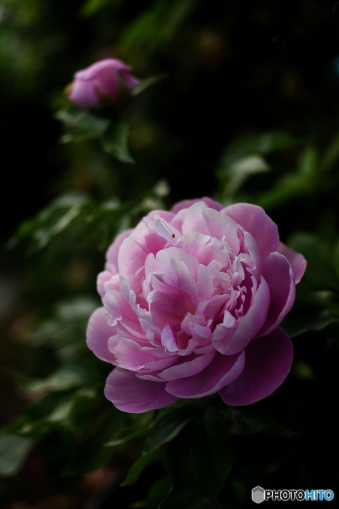 庭の花　シャクヤク