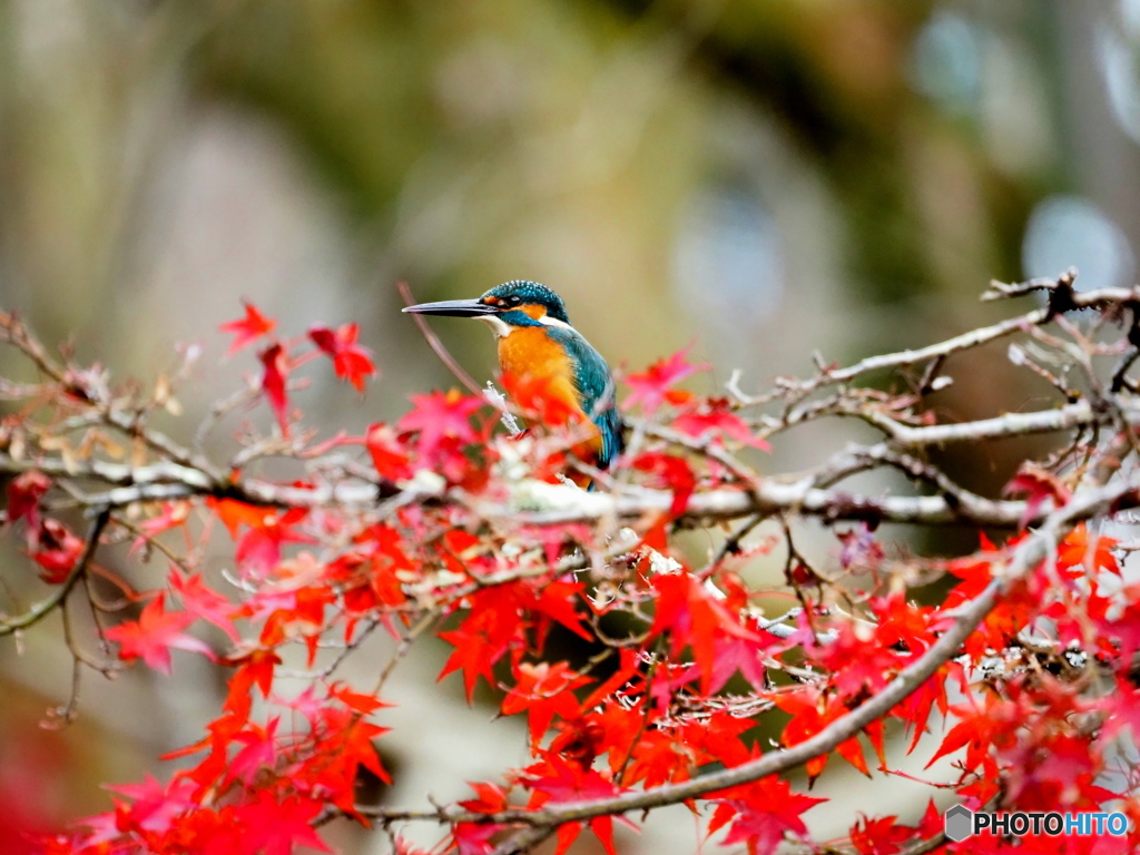 カワセミ紅葉