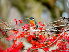カワセミ紅葉