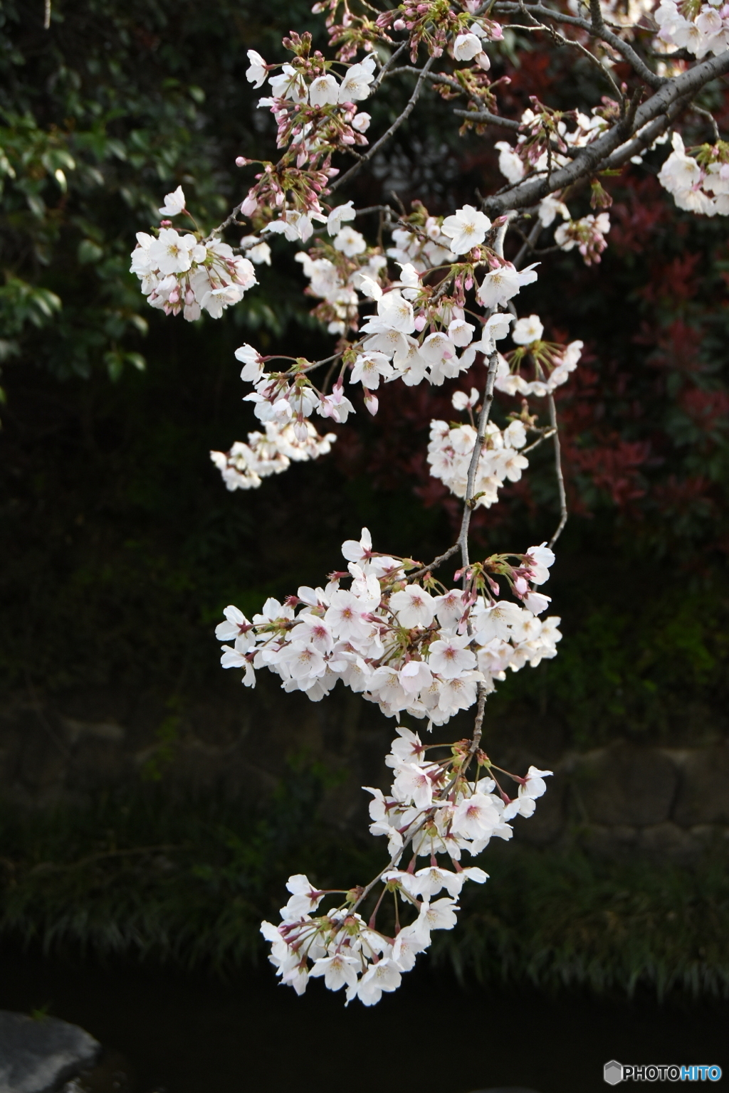 さくら開花