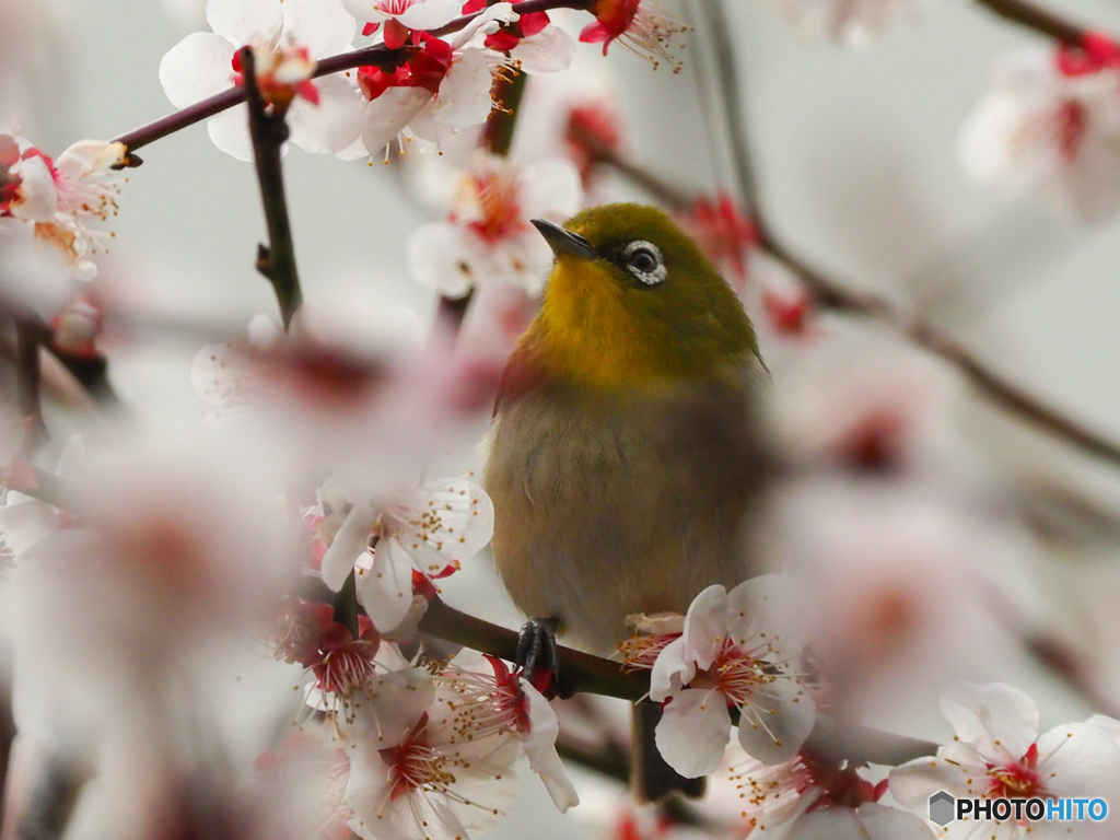 花に囲まれて