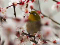 花に囲まれて