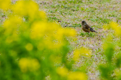 カワラヒワ　菜の花に・・・