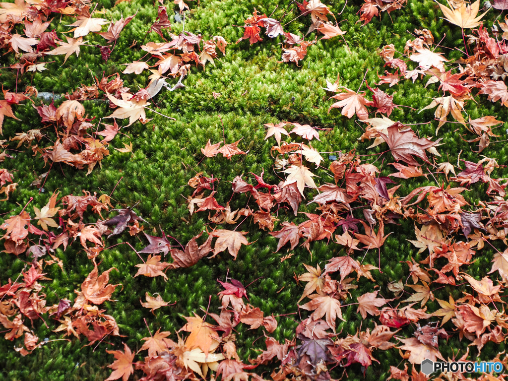 苔と紅葉-