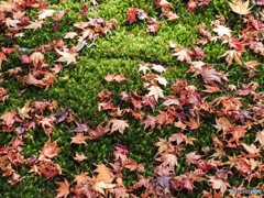 苔と紅葉-