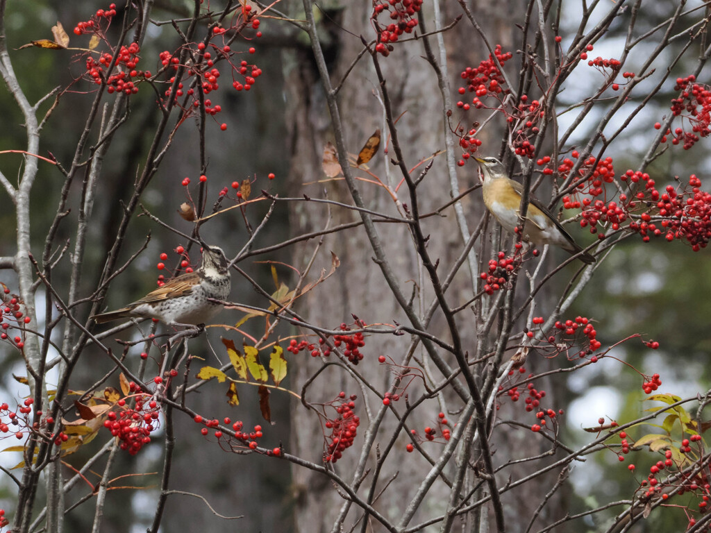 マミチャジナイとツグミ