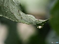 雨ですね～