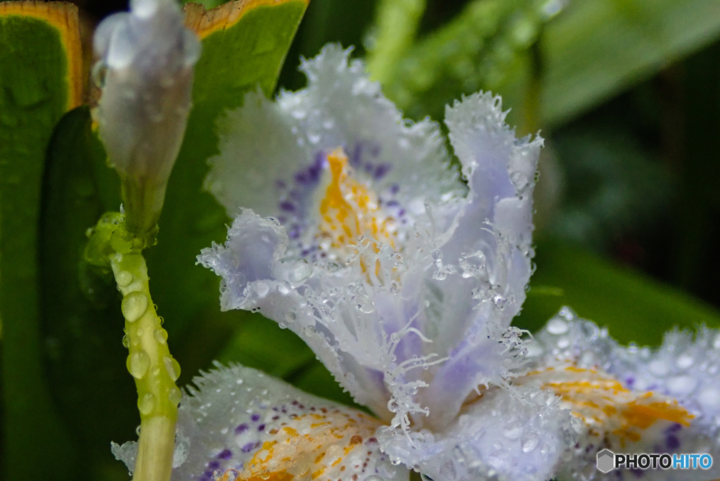 庭の花　雨に濡れて　シャガ