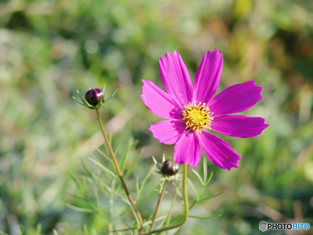 名残りコスモス