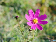 名残りコスモス