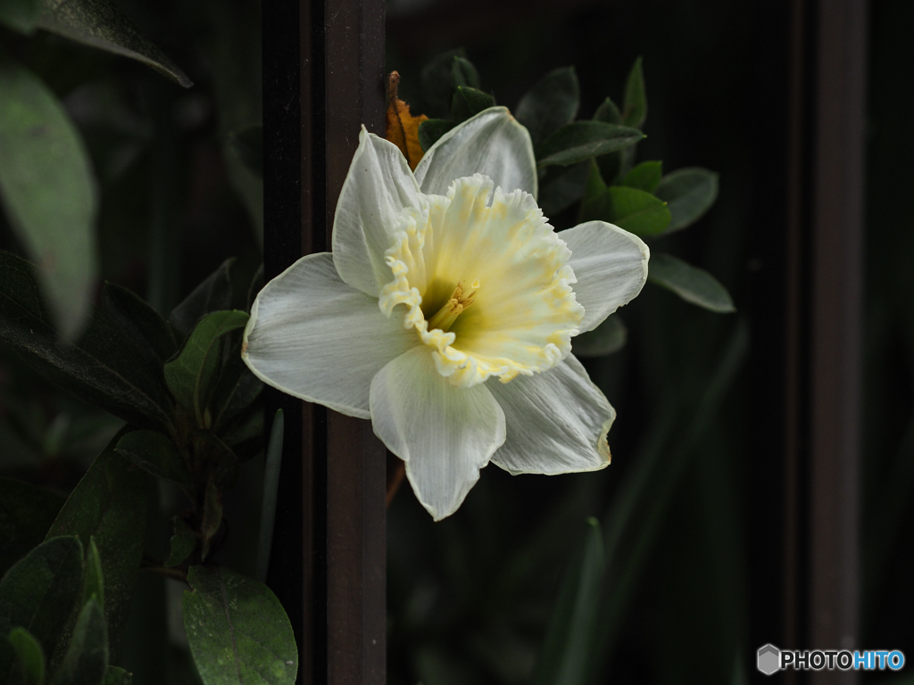 庭の花　スイセン