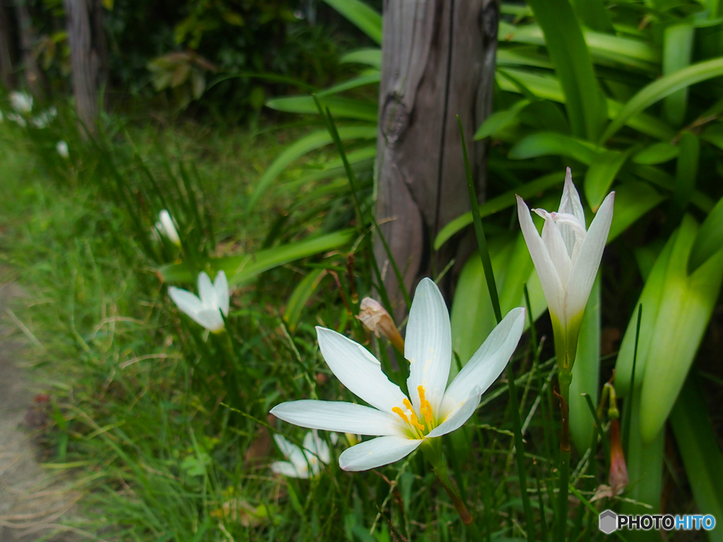 路傍の花(^_-)-☆