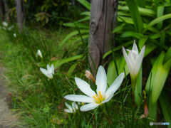 路傍の花(^_-)-☆