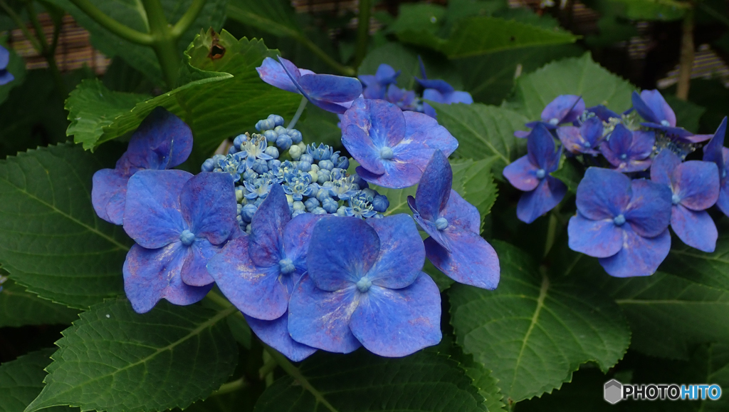 庭の花　アジサイ