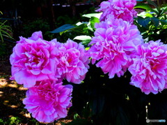 シャクヤクですかね？