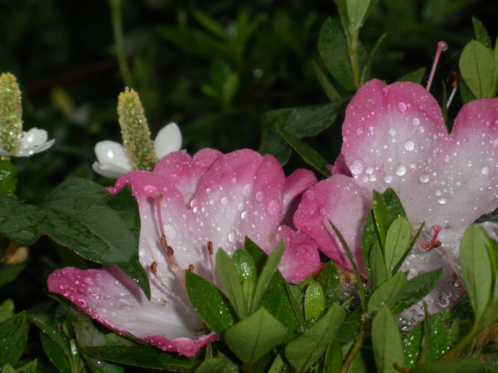 梅雨の始まり～～(^_-)-☆