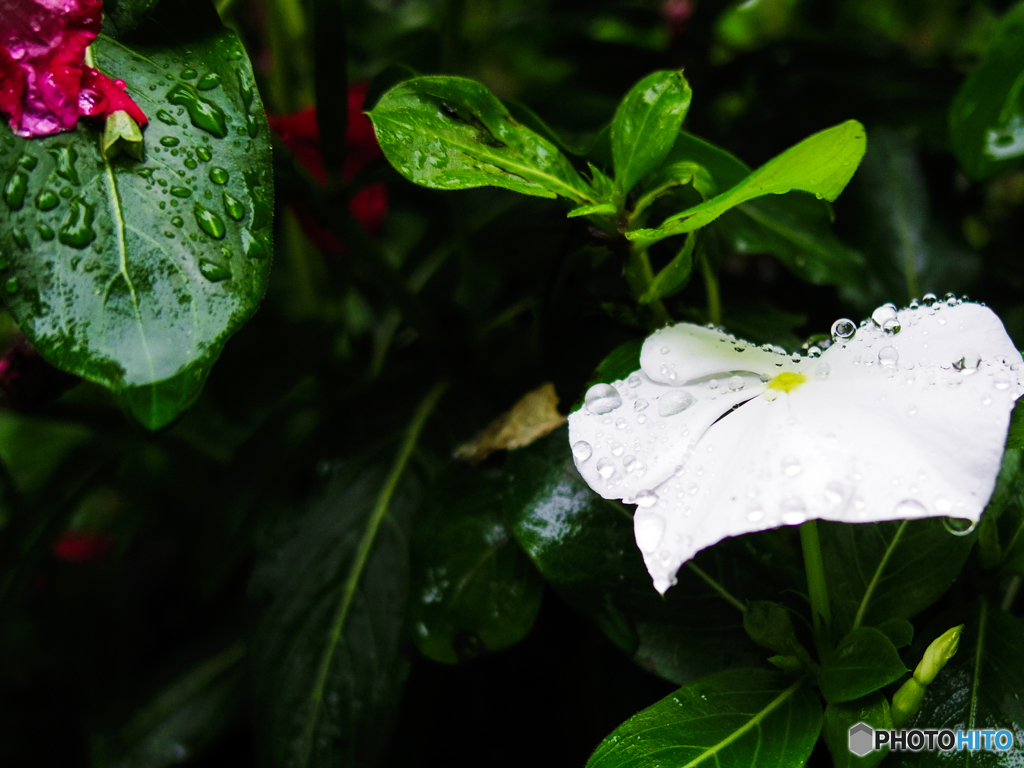 雨の花