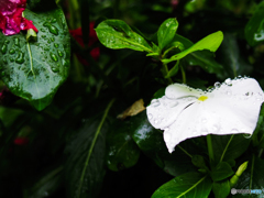 雨の花