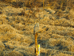 コミミズクです(^^♪