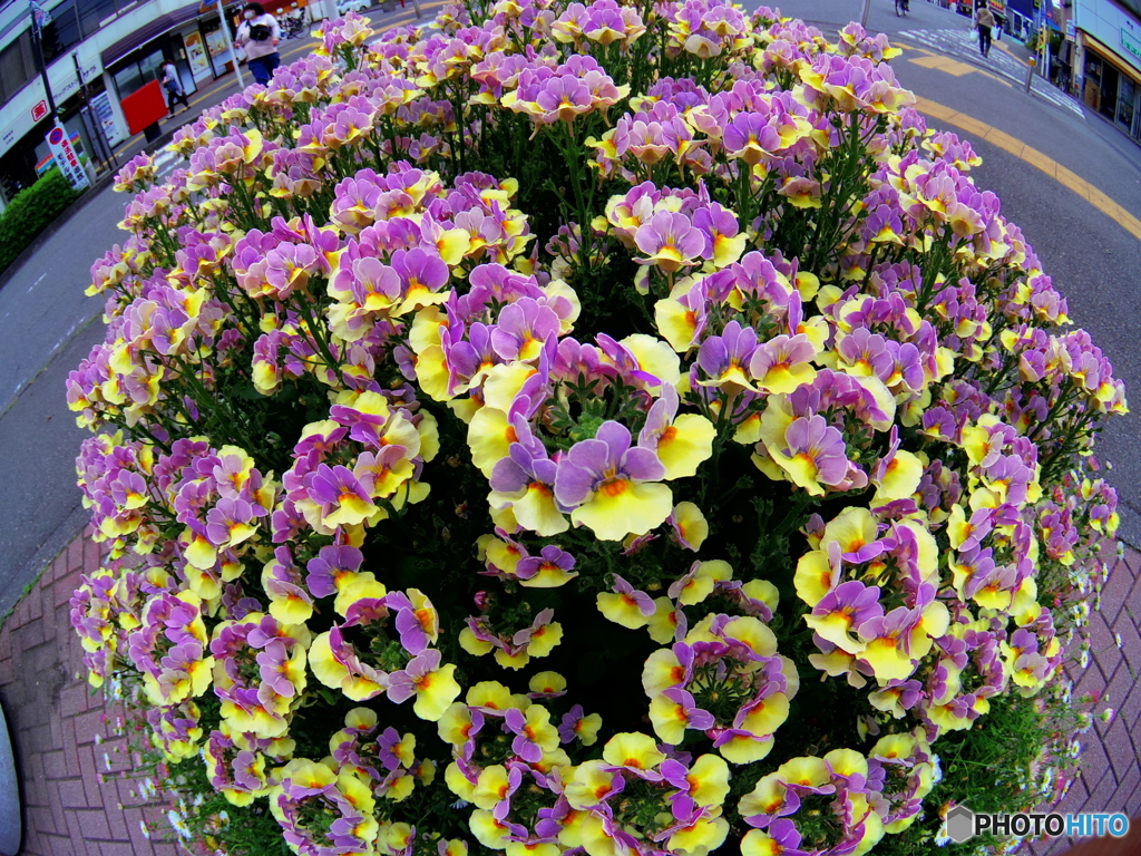 フィッシュアイ遊び(^^♪