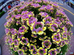 フィッシュアイ遊び(^^♪