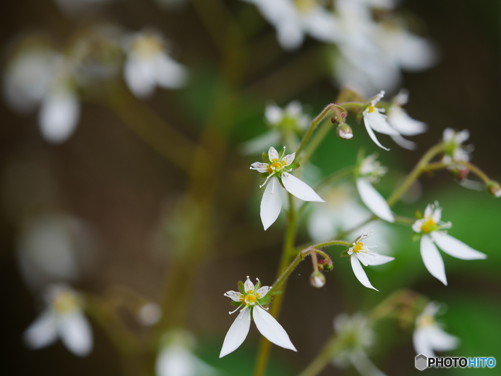 庭の花　第4弾