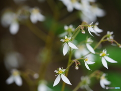 庭の花　第4弾