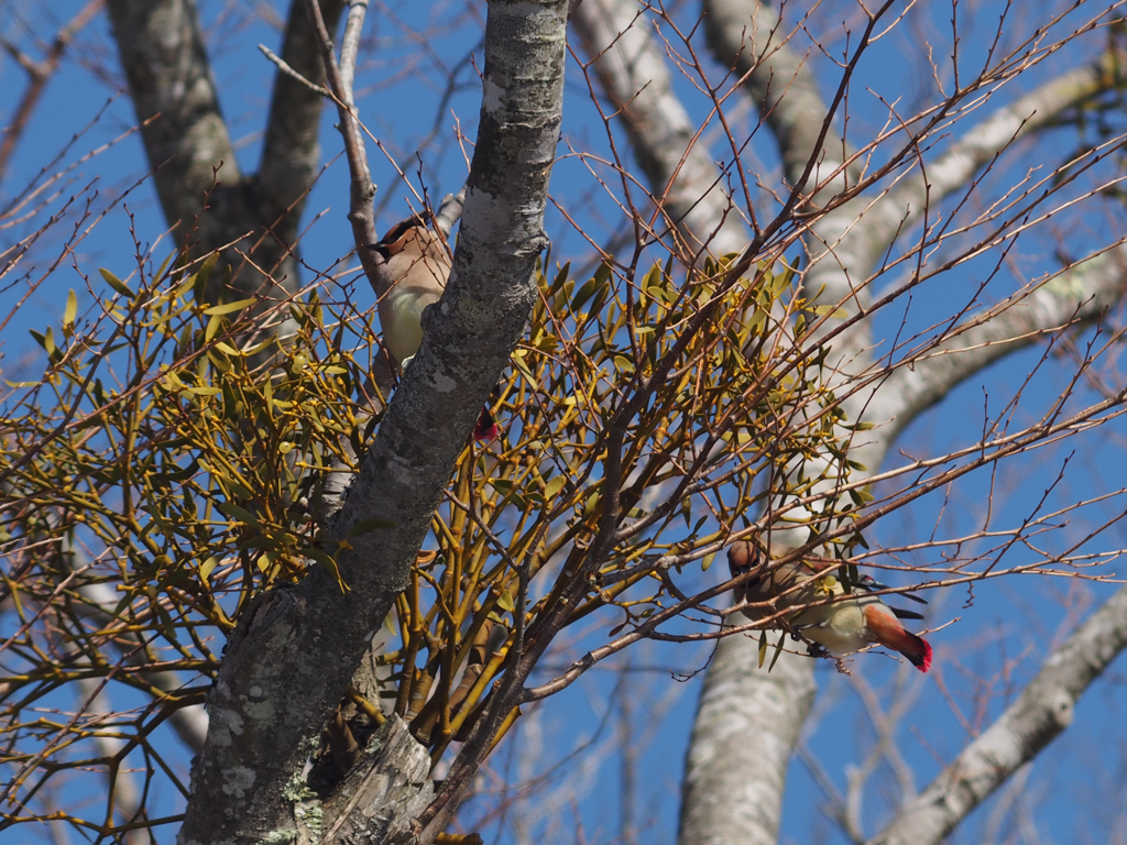 ヒレンジャク　久しぶり(^^♪