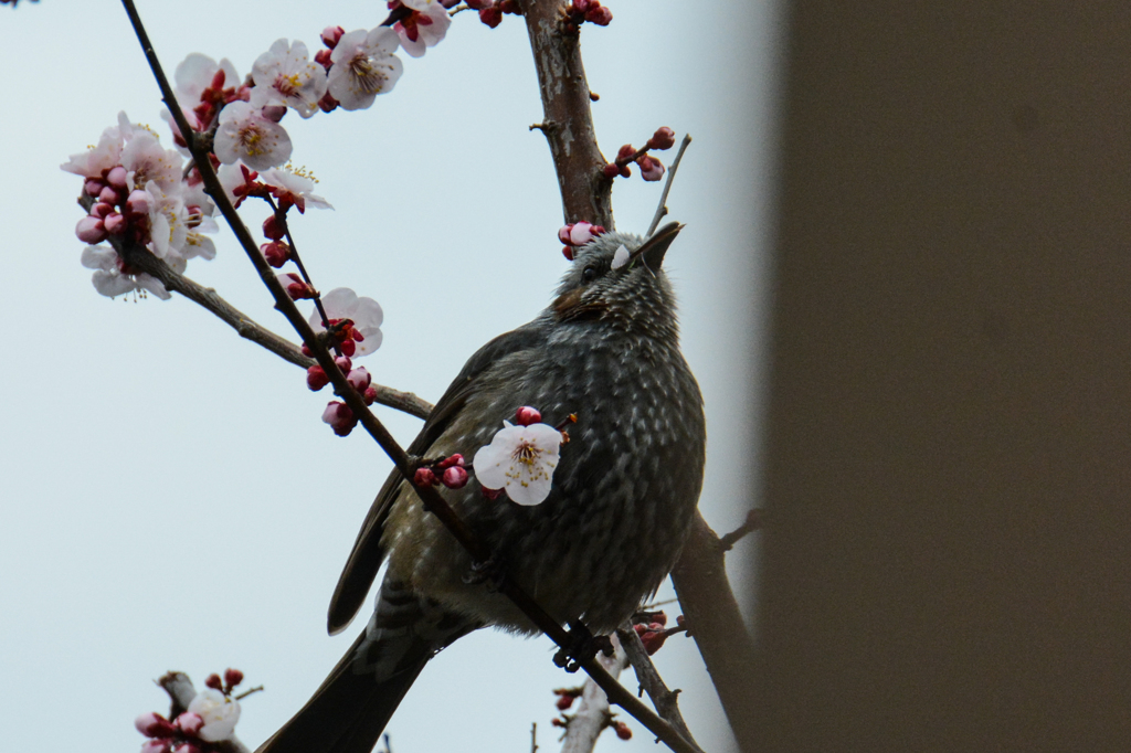 花びら、美味しい(^_-)-☆