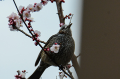 花びら、美味しい(^_-)-☆