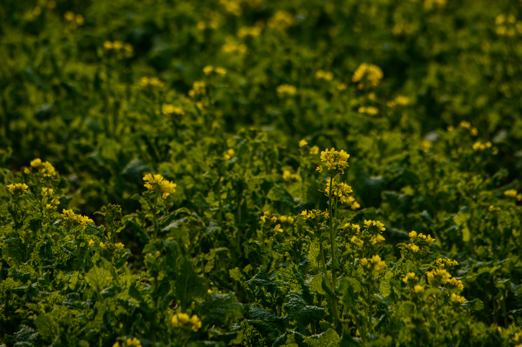 春ですね～菜の花(^^♪