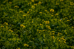 春ですね～菜の花(^^♪