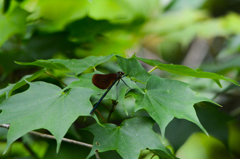 オハグロトンボもいました(^^♪