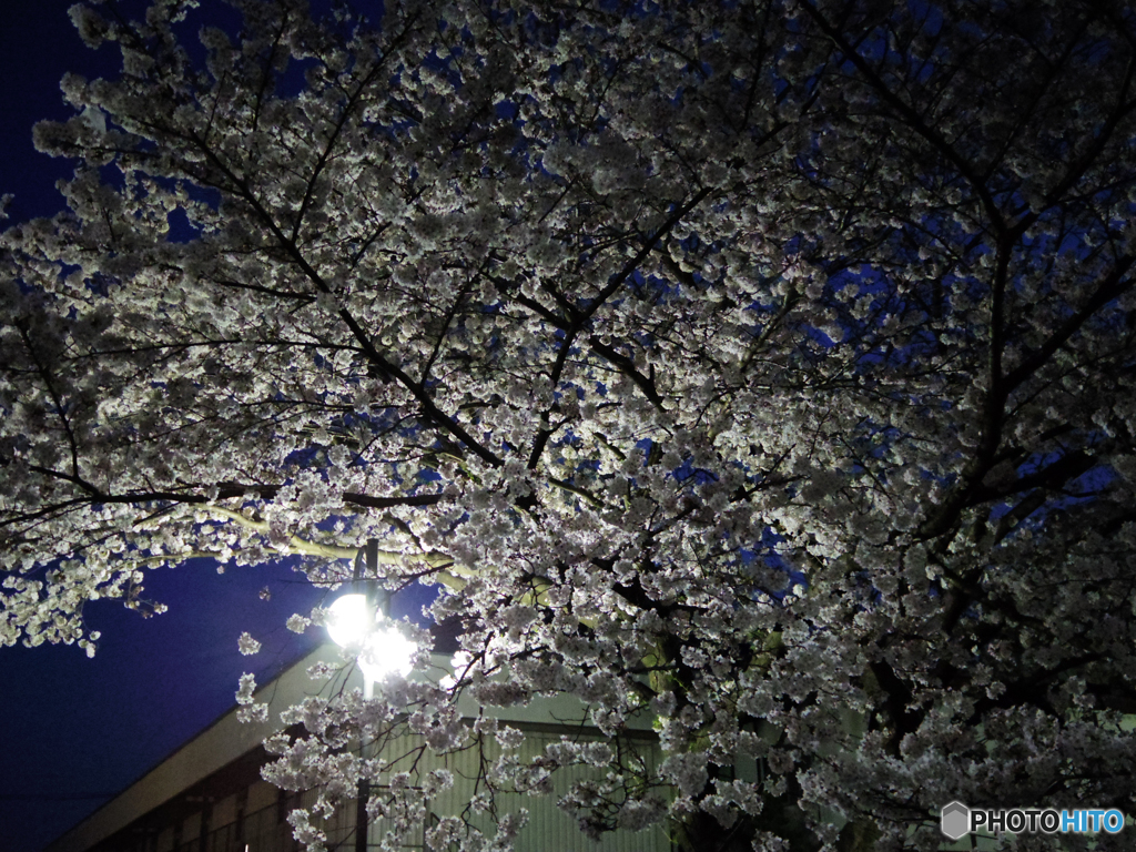 夜桜