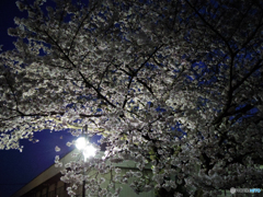 夜桜