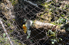 やぁ～～　　って挨拶？