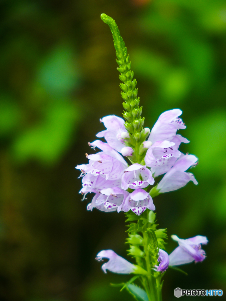 可憐な花(^^♪