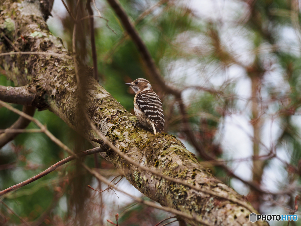 コゲラです(^_-)-☆