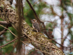 コゲラです(^_-)-☆