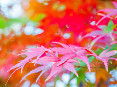紅葉-270043