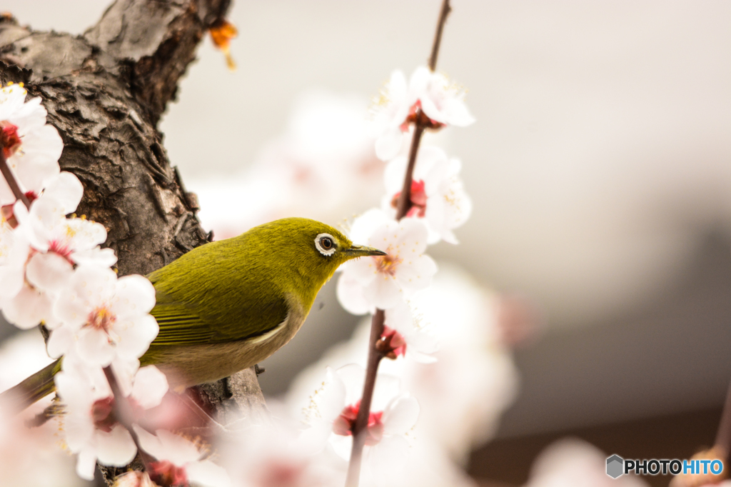 メジロと梅-D7100