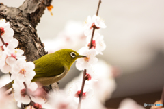 メジロと梅-D7100